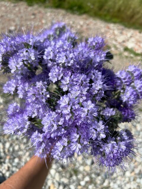💜Nei sovesci o coltivata come fiore da reciso, la Phacelia e’ uno dei fiori primaverili più utili che coltiviamo nei nostri campi!!
🐝Una nuvola lilla nei vostri mazzi che ha protetto il suolo durante tutto l’inverno e che è stata poi delizioso nutrimento per le api di Capolago!!
🍓@ortomiocapolago
🩵www.fiorincampo.it
