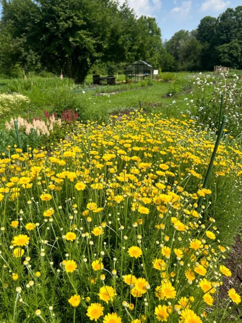 ✨ Camomilla dei Tintori
💛 Fiore dalle proprietà tintorie che con il suo giallo brillante aggiunge un pizzico di magia ai mazzi della flower farm! ✨
www.fiorincampo.it