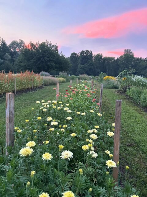 Abbiamo coltivato il campo nuovo con amore, rispetto e dedizione.. e lui ha risposto… così! 🌈❤️
🩵www.fiorincampo.it
✨@ortomiocapolago