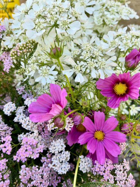 ✨Orlaya, Cosmos e Achillea..
fiori di Giugno per un matrimonio da sogno!
🩵www.fiorincampo.it