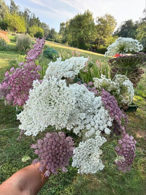 🥕Daucus carota